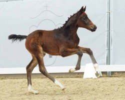 foal by Fair Lady (Westphalian, 2024, from Follow Up)