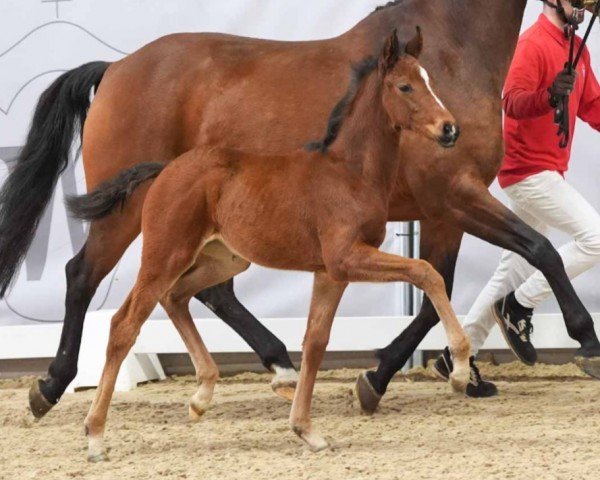 Fohlen von First Lady (Westfale, 2024, von Fortunio)