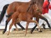 foal by First Lady (Westphalian, 2024, from Fortunio)