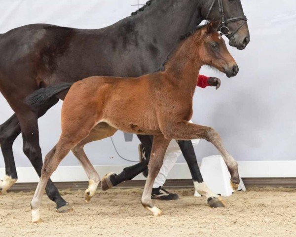 foal by Emilia (Westphalian, 2024, from Escaneno)