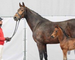 broodmare Barcelona (Westphalian, 2016, from Borsalino)