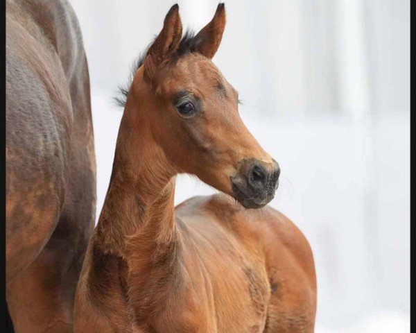 foal by Baldwin (Westphalian, 2024, from Bon Esprit)