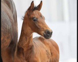 dressage horse Baldwin (Westphalian, 2024, from Bon Esprit)