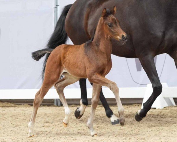 foal by Fairmont (Westphalian, 2024, from Fanegro)