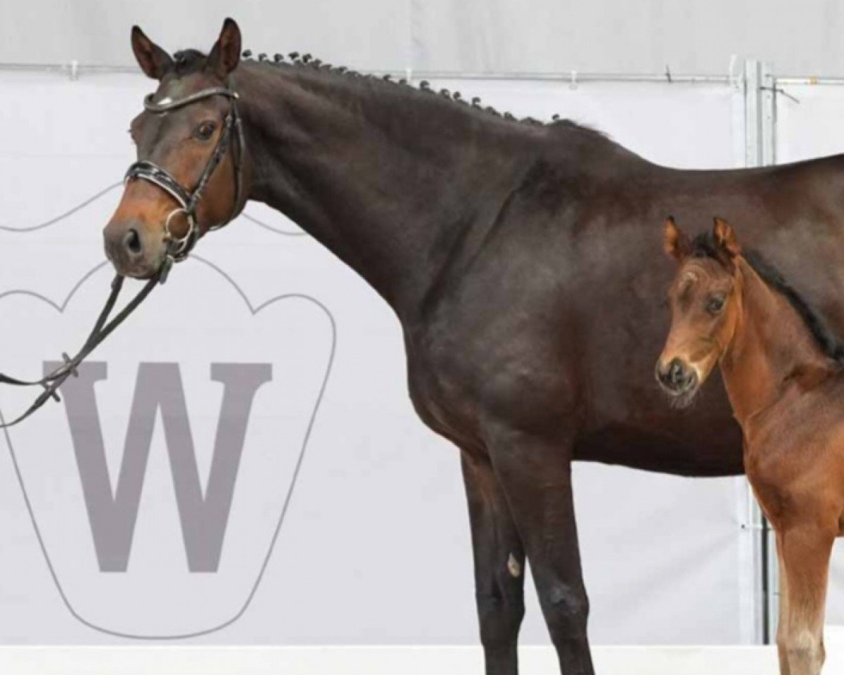 broodmare Zuckerpuppe (Westphalian, 2019, from Zoom)