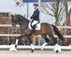 dressage horse Jorghino (Oldenburg, 2021, from Jovian)