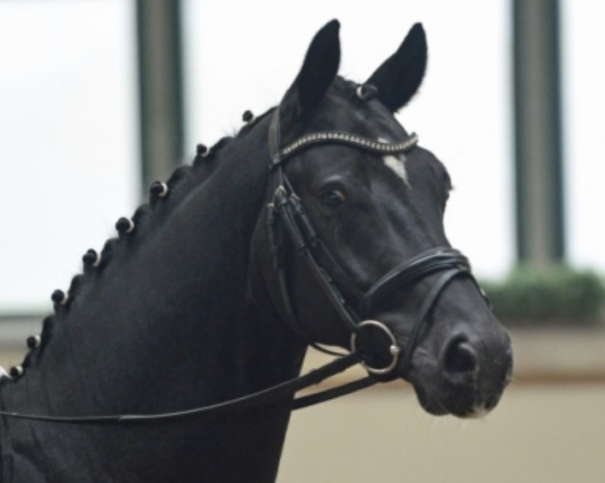 dressage horse Bajazzo Von Teschendorf (German Sport Horse, 2015, from Belantis)