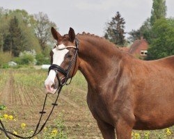 broodmare Quiesel (Holsteiner, 2015, from Quaterback)