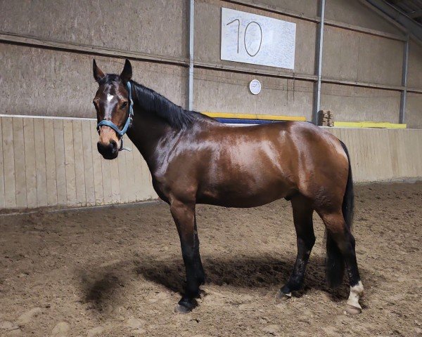 dressage horse Ding Dong (Westphalian, 2017, from Dimitroff Mt)