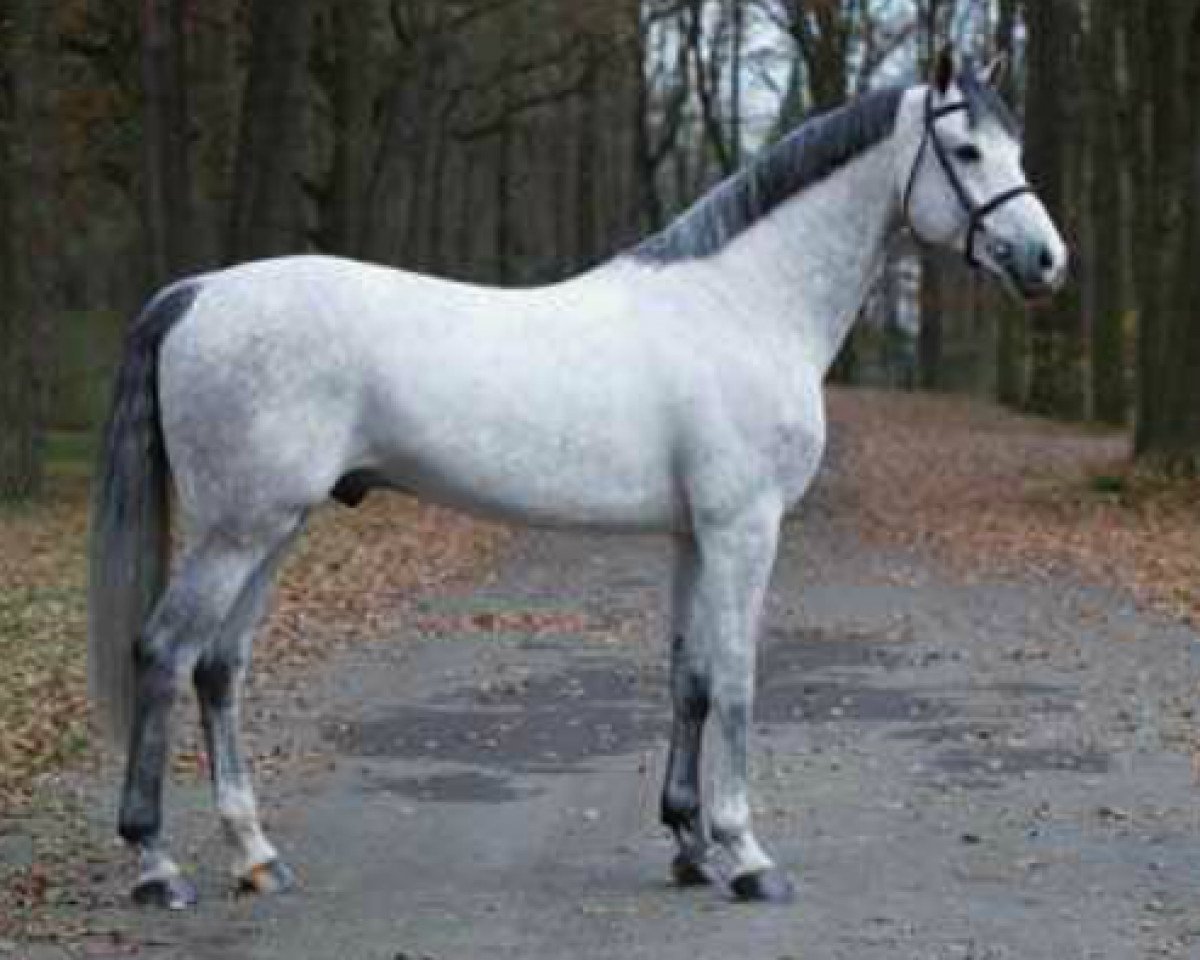 Deckhengst Cavalo Z (Zangersheide Reitpferd, 2009, von Carthago)