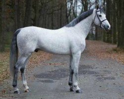 stallion Cavalo Z (Zangersheide riding horse, 2009, from Carthago)