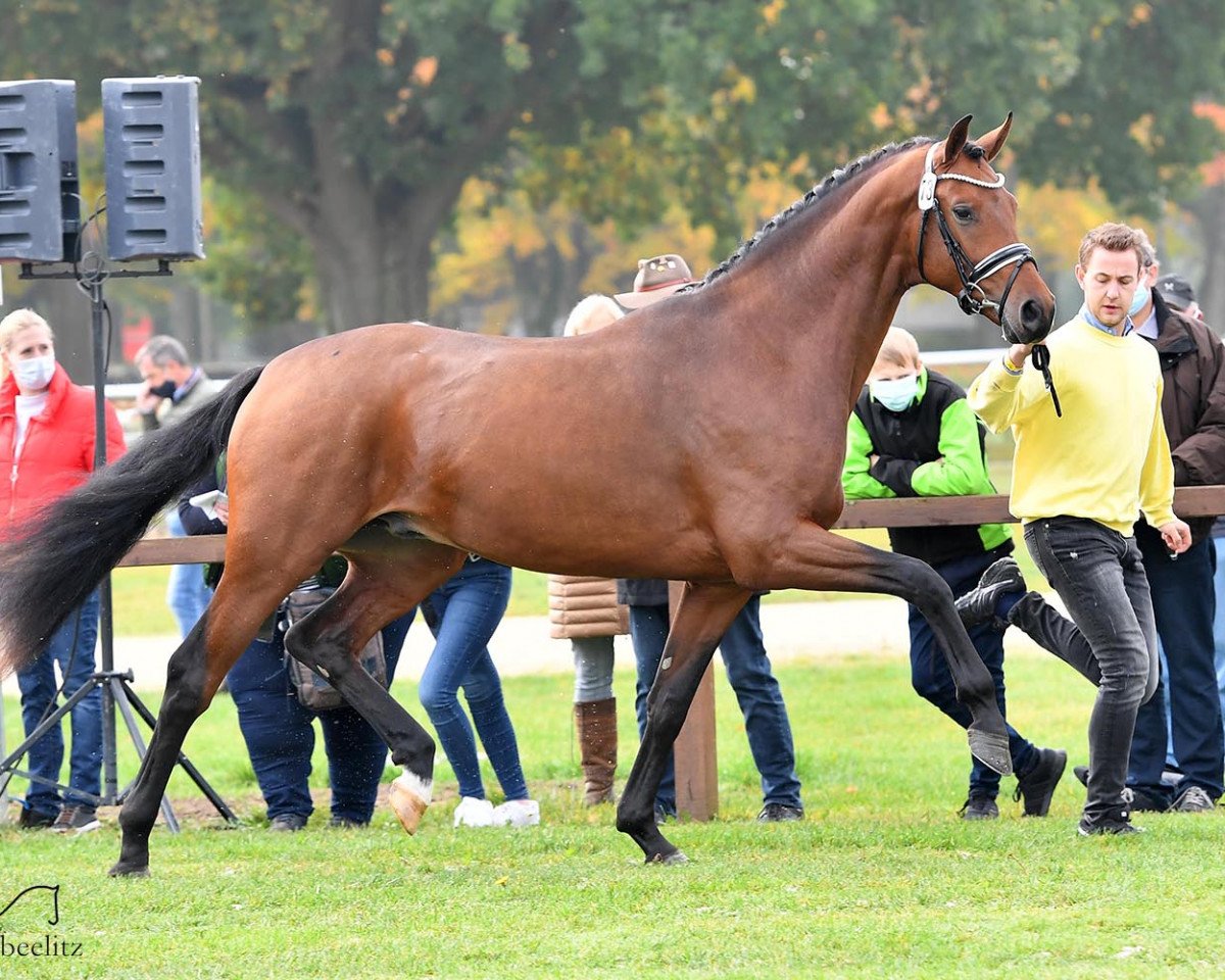 Deckhengst Zico (Hannoveraner, 2018, von Blue Hors Zackerey)