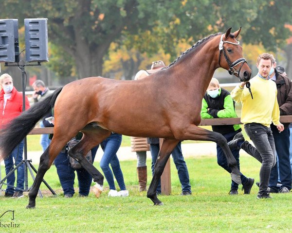 stallion Zico (Hanoverian, 2018, from Blue Hors Zackerey)