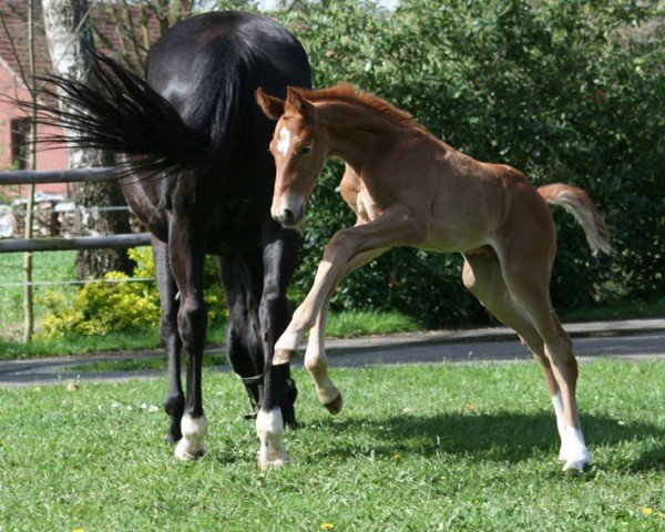 foal by Toto Flame (Hanoverian, 2024, from Glock's Toto Jr.)