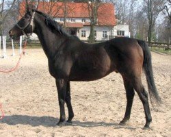 stallion Canadian Winter xx (Thoroughbred, 1983, from L'Enjoleur xx)