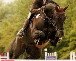 horse Glad Girl (German Warmblood, 2000, from Grandel)