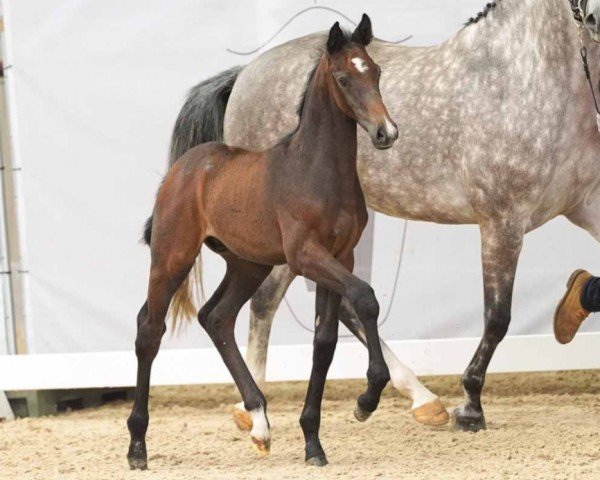 foal Con Espri (Westphalian, 2024, from Con Touch RS)