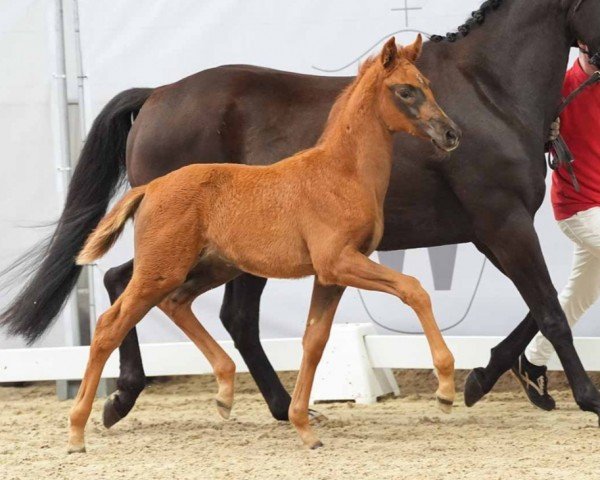 foal by Dynamic Lady (Westphalian, 2024, from Dynamic Dream)