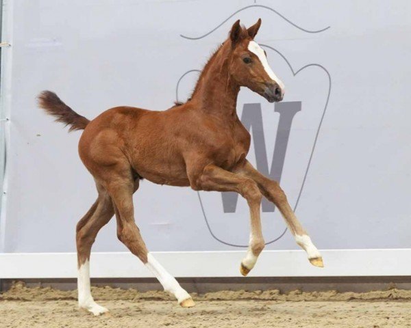 foal Cacca Pleasure (Westphalian, 2024, from Chaccothage Blue PS)