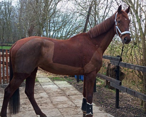 broodmare Schakira (Hanoverian, 2011, from Soliman)