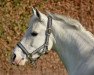 broodmare Nikita (German Riding Pony, 2000, from Notre Beau)