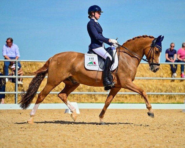 dressage horse Danello 4 (German Riding Pony, 2014, from FS Don't Worry)