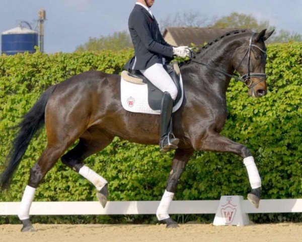 dressage horse Dark Lady (Oldenburg, 2016, from Dante Weltino Old)