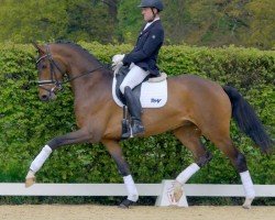 dressage horse Bolany (Oldenburg, 2018, from Borsalino)