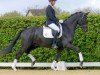 dressage horse Davincio (Westphalian, 2018, from Da Vinci Code 6)