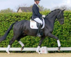 dressage horse Davincio (Westphalian, 2018, from Da Vinci Code 6)