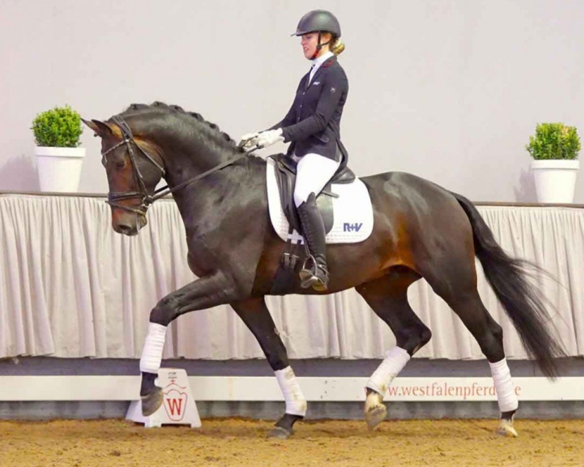 dressage horse Zoom Time (Westphalian, 2018, from Zoom 8)
