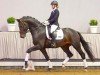 dressage horse Zoom Time (Westphalian, 2018, from Zoom)