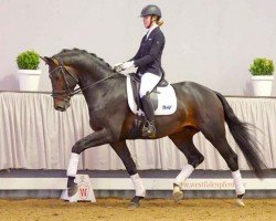 dressage horse Zoom Time (Westphalian, 2018, from Zoom 8)