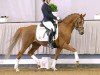 dressage horse Cosmo Star (German Riding Pony, 2017, from Cosmopolitan NRW)