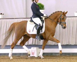 dressage horse Cosmo Star (German Riding Pony, 2017, from Cosmopolitan NRW)