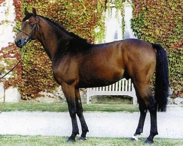 stallion Fergar Mail (Selle Français, 1993, from Laudanum xx)