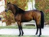 stallion Fergar Mail (Selle Français, 1993, from Laudanum xx)