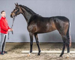 dressage horse Daylight (Westphalian, 2018, from Blue Hors Dreamline)