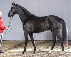 dressage horse Favorito (Westphalian, 2018, from Freischuetz)