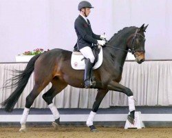 dressage horse Dumbledore H (Westphalian, 2017, from Dark Sensation)