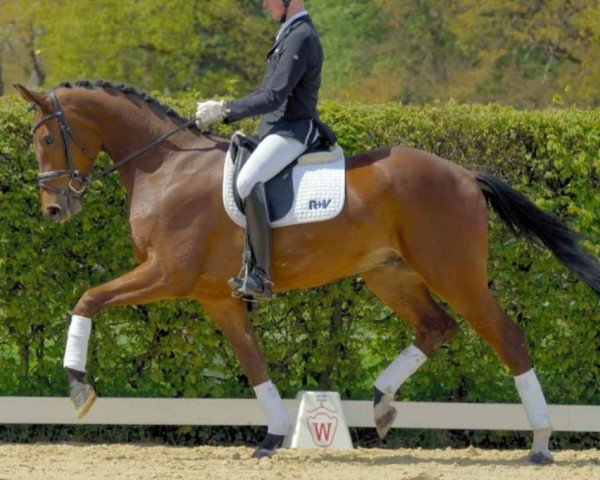 dressage horse Cisowa (Westphalian, 2018, from Captain Collin)