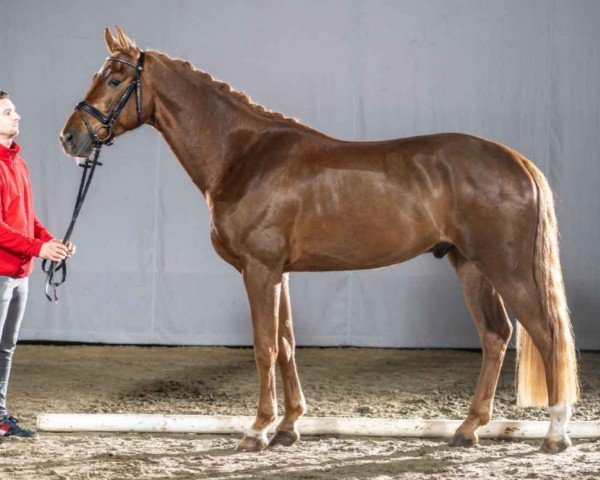 dressage horse Fernando (Westphalian, 2017, from For Romance I)