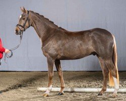 dressage horse Fantabulous (Oldenburg, 2018, from Foundation 2)