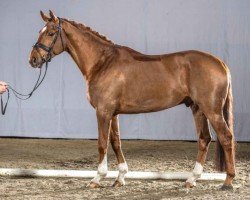 dressage horse Ferguson 9 (Hanoverian, 2016, from Fuechtels Floriscount OLD)