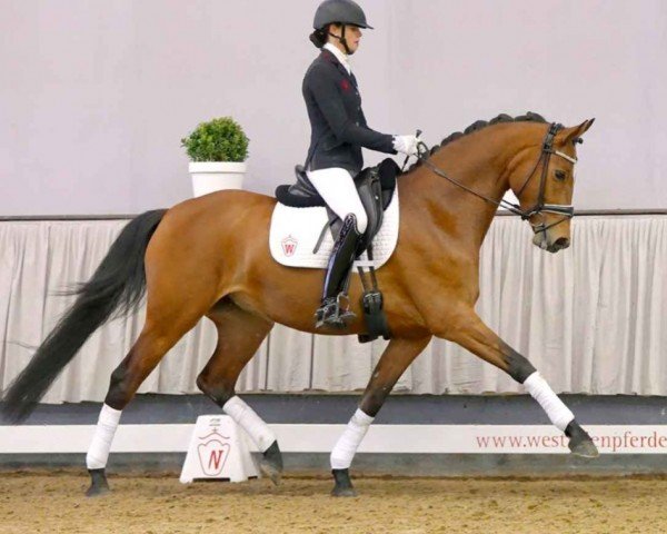 dressage horse Lucia (Rhinelander, 2017, from Lord Loxley I)