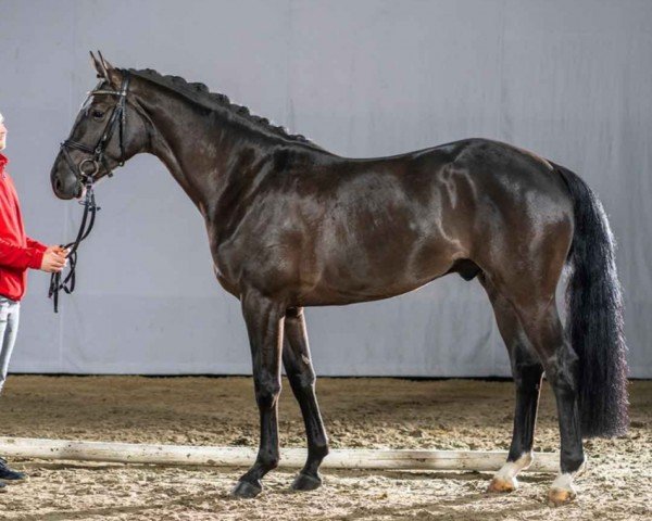 dressage horse Forrest Gump (Oldenburg, 2017, from Finest)