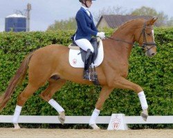 dressage horse Bernstein 132 (Westphalian, 2017, from Ballettmeister)