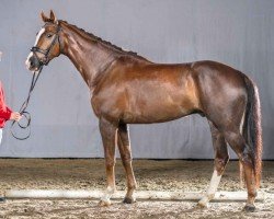 dressage horse David Duncan (Westphalian, 2017, from Don Ferro)