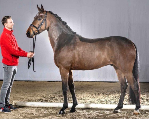 jumper Nouvaliero (German Riding Pony, 2017, from Not Black)