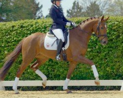 dressage horse Seniora Luna (Westphalian, 2017, from Sir Heinrich OLD)